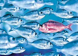 Swimming fish